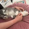 Unsere zierliche Katzenschönheit Ninolina