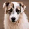 Buddy sucht seine Menschen