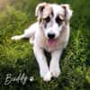 Buddy sucht seine Menschen