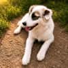 Buddy sucht seine Menschen