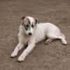 Buddy sucht seine Menschen