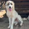 Buddy sucht seine Menschen