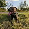 Hunter  ein echter Herzenshund auf der Suche