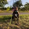 Hunter  ein echter Herzenshund auf der Suche