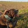 Hunter  ein echter Herzenshund auf der Suche