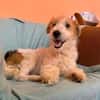 Pete  junger Fox Terrier sucht sein Für-immer-Zuhause