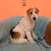 Pete  junger Fox Terrier sucht sein Für-immer-Zuhause