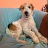 Pete  junger Fox Terrier sucht sein Für-immer-Zuhause