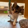Tiger sucht sein Für-immer-Zuhause