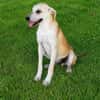 Pico  kleiner Entdecker sucht seine Familie ❤