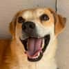 Rusty  freundlicher Herzenshund sucht sein Zuhause