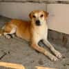 Rusty  freundlicher Herzenshund sucht sein Zuhause