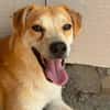 Rusty  freundlicher Herzenshund sucht sein Zuhause