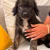 Nala sucht ihre Menschen fürs Leben