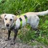 LIMA - geb. ca. 04/2023 - Mini-Labrador