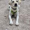 LIMA - geb. ca. 04/2023 - Mini-Labrador