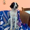 Koda möchte ankommen