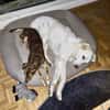 Bess - freundlich - zurückhaltend