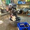 Nerone auf Pflegestelle