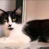 wunderschöne Katzendame Lou sucht ihr Zuhause