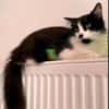 wunderschöne Katzendame Lou sucht ihr Zuhause