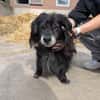 Chico sucht dringend eine Pflegestelle