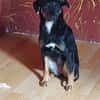 BENTE - geb. ca. 12/2022 - Mischling