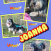 hübsche Joanna auf PS in 91278