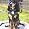 Rex - Schnüffelnase sucht Zuhause