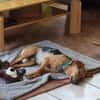 Felipe -Kleiner Herzenshund sucht sein Für-immer-Zuhause!