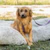 Hazel sucht liebevolle Familie...