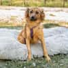 Hazel sucht liebevolle Familie...