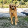 Hazel sucht liebevolle Familie...