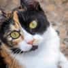 Torrija - Kleine Katze, großes Herz, ganz viel Lebensfreude