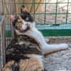 Torrija - Kleine Katze, großes Herz, ganz viel Lebensfreude