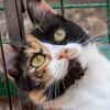 Torrija - Kleine Katze, großes Herz, ganz viel Lebensfreude