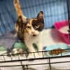 Torrija - Kleine Katze, großes Herz, ganz viel Lebensfreude