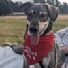 Kaji - sucht seine Menschen 🐕