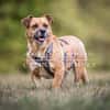 Lisa sucht dringend liebevolles Zuhause