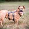 Lisa sucht dringend liebevolles Zuhause
