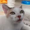Mirabelle
