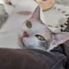 Mirabelle