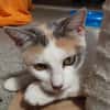 Mirabelle