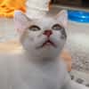 Mirabelle