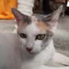 Mirabelle