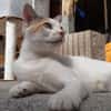 Mirabelle