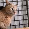 Biscuit [FIV+]