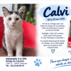 CALVI (Réservé)