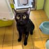 OMBRA (RESERVEE) A17535