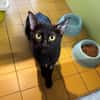 OMBRA (RESERVEE) A17535